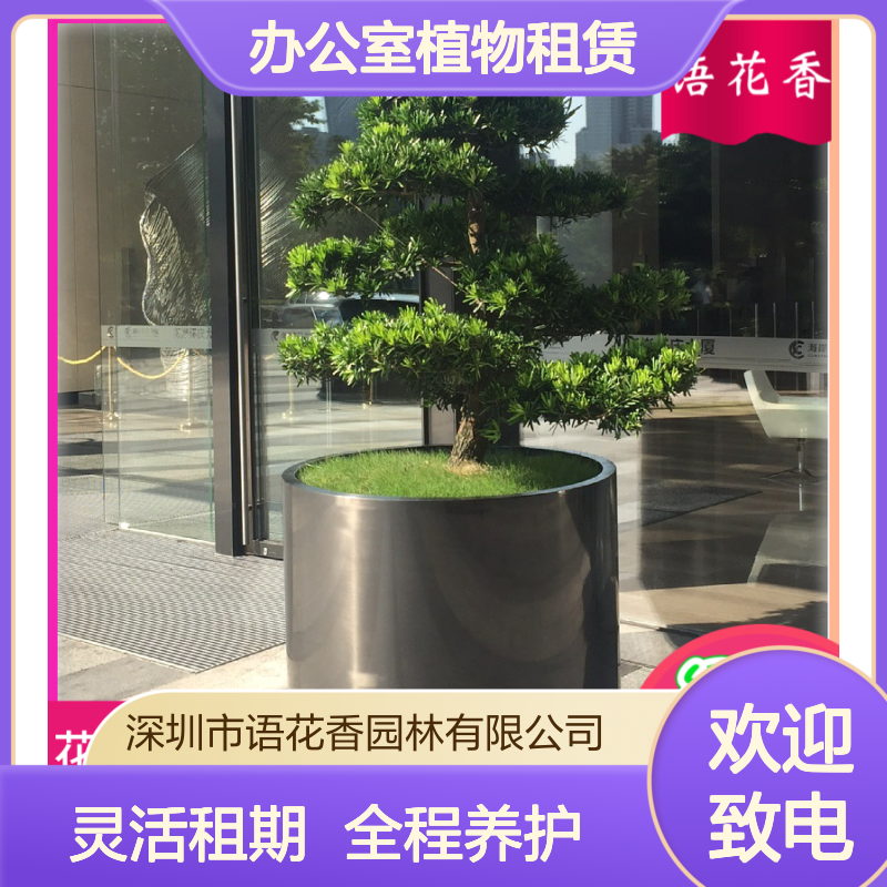 办公室植物租赁服务 万年青转运竹盆栽 长期短期灵活租摆方案