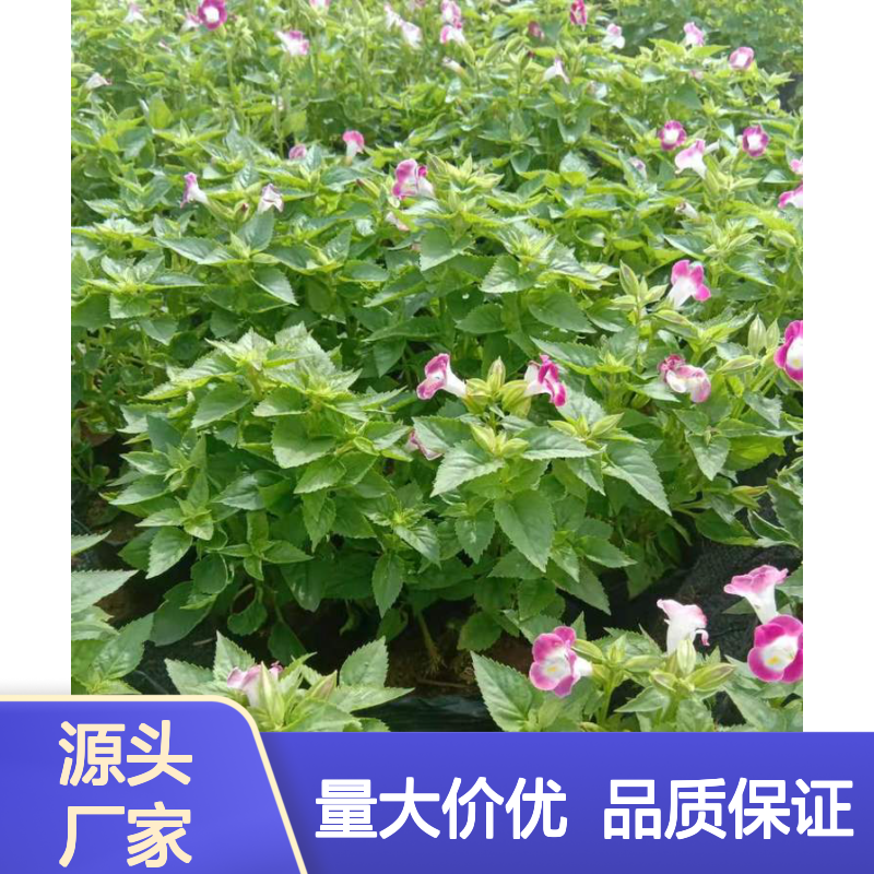 耐晒的开花植物 夏瑾7斤袋 盆栽 园林绿化苗木深 圳苗场基地批发