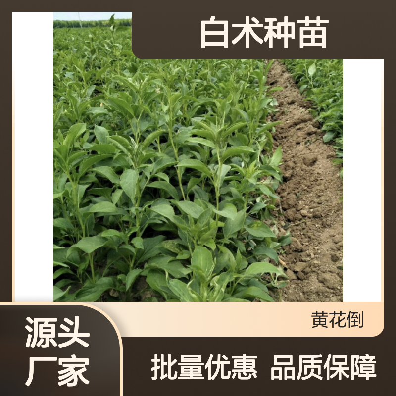 百亩种植园出品 白术种苗批发零售 基地直供 产量高质