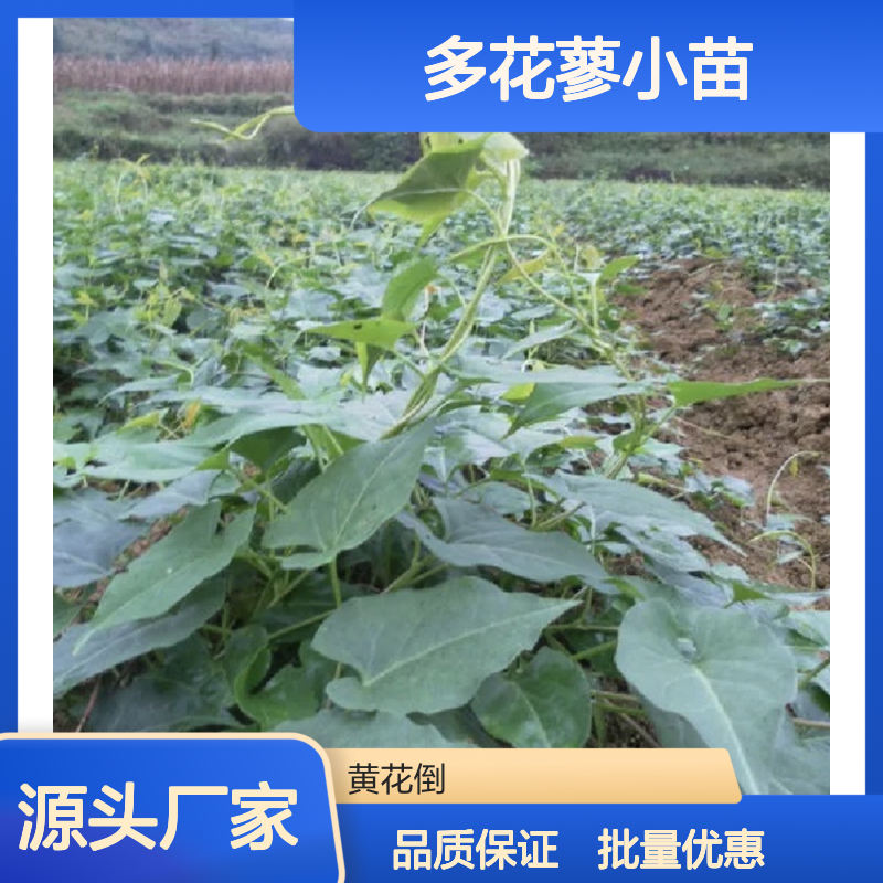多花蓼小苗 园林植物优选 生长旺盛 健壮无病 常绿美观
