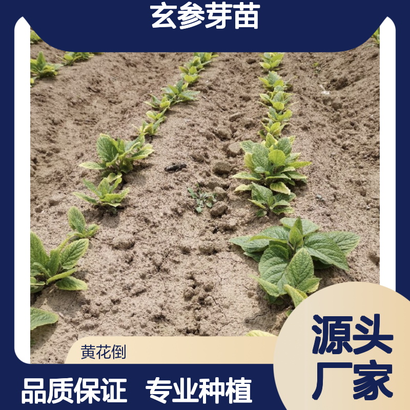 玄参基地芽直苗供 全程技术指导 专业种植 高产高效
