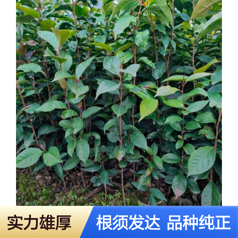 1-3年生 大果红花油茶营养袋苗木 根须发达品种纯正