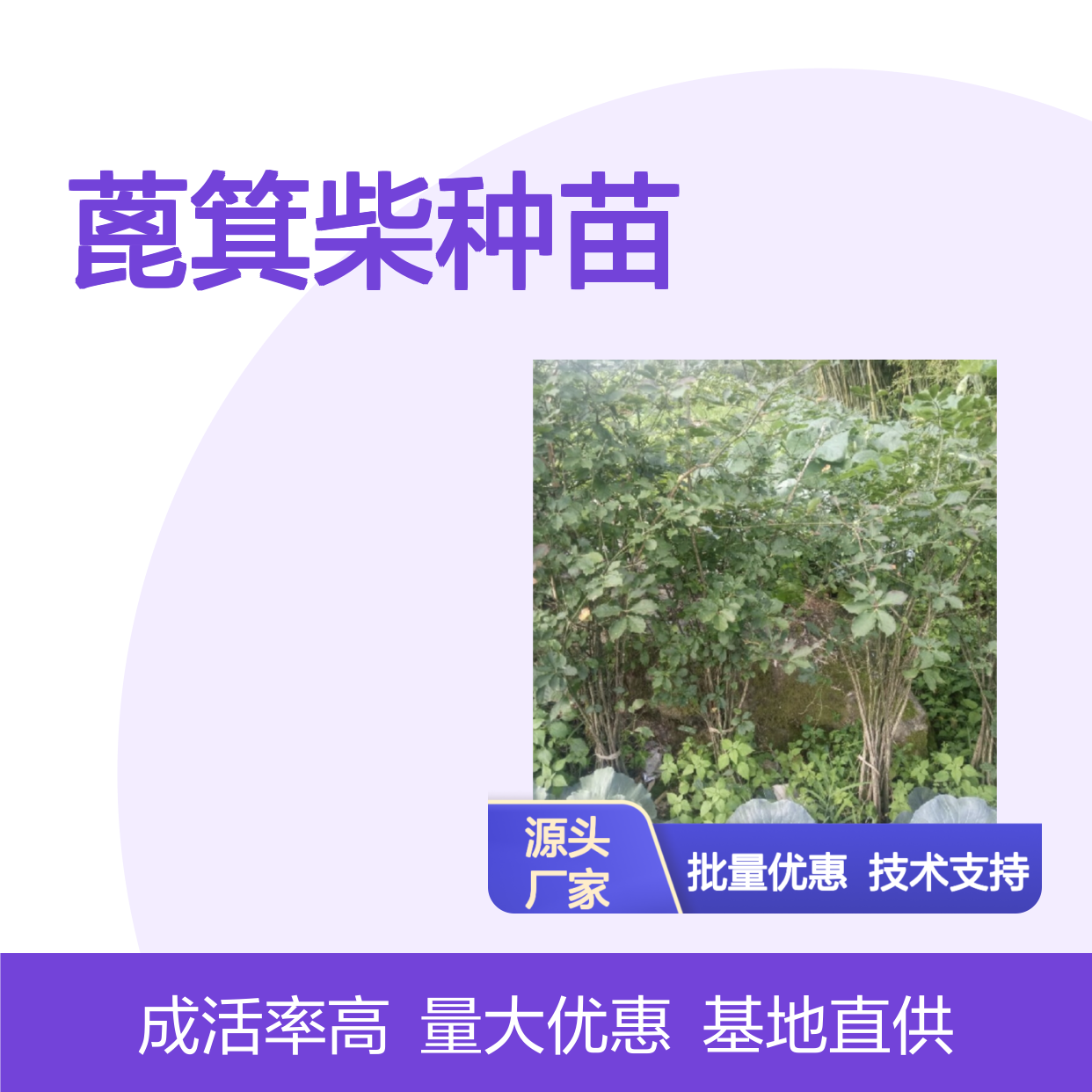 蓖箕柴种苗 基地直供 移栽方便 成活率高 管理轻松