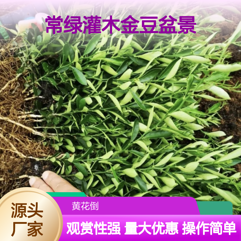 金柑树苗批发 常绿灌木金豆盆景 挂果持久 观赏性强