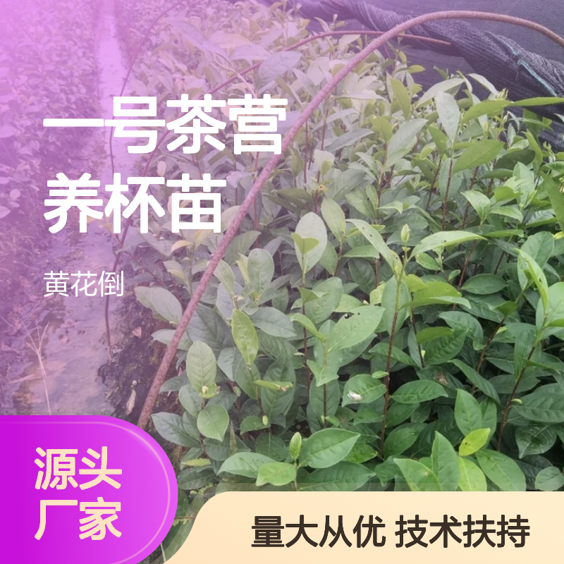 中黄一号茶营养杯苗 基地直供带种植技术 专业培育