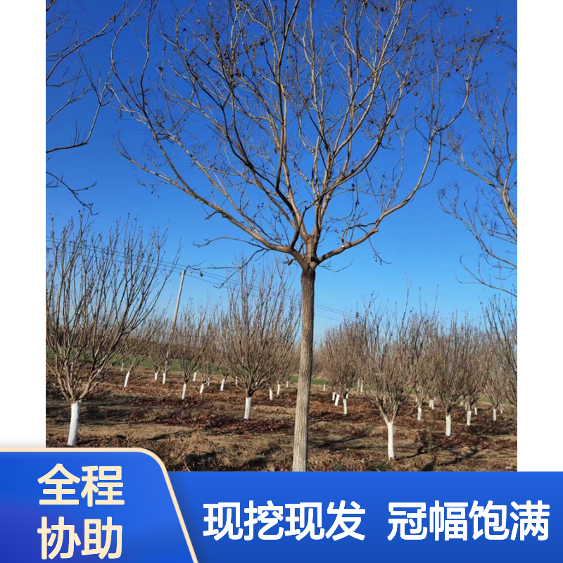 基地供应 12-22公分北栾树 买方验货 冠幅饱满 质量好 现号现挖