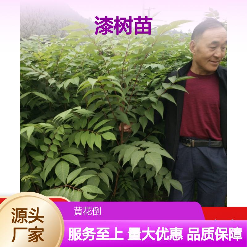 天然涂料树种 漆树苗批发 供货稳定成活率高 操作简便