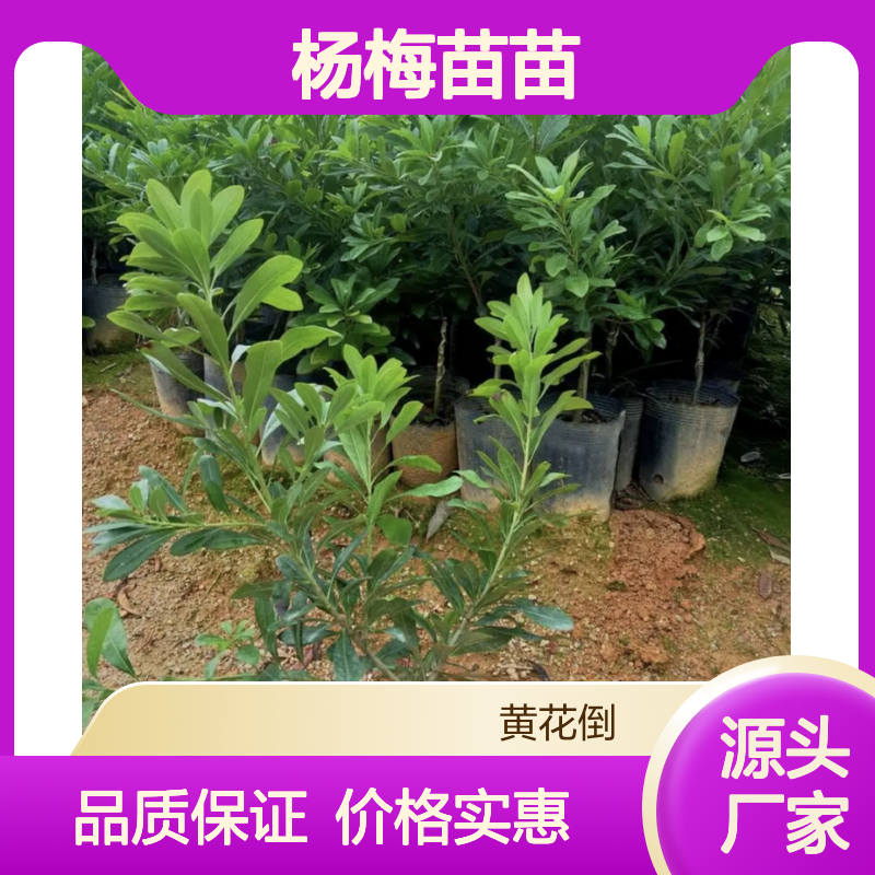 杨梅苗苗 种植主产区直供 批发基地 果园优选 嫁接技术