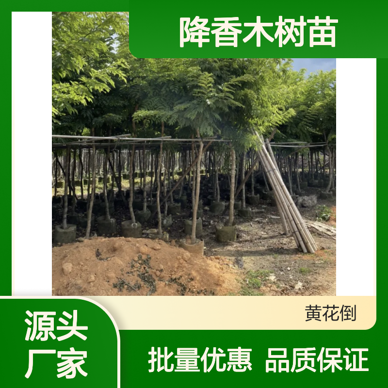 降香木树苗 纹理清晰 美丽可人 色彩多样 比重较轻