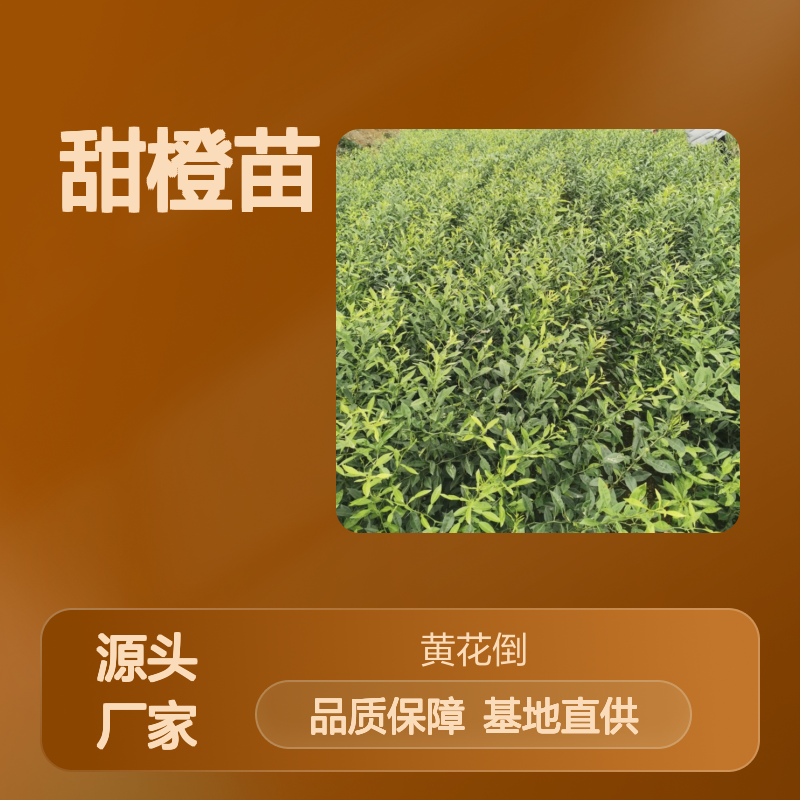 甜橙苗基地直供 优质脐橙苗批发 营养丰富 经济寿命长