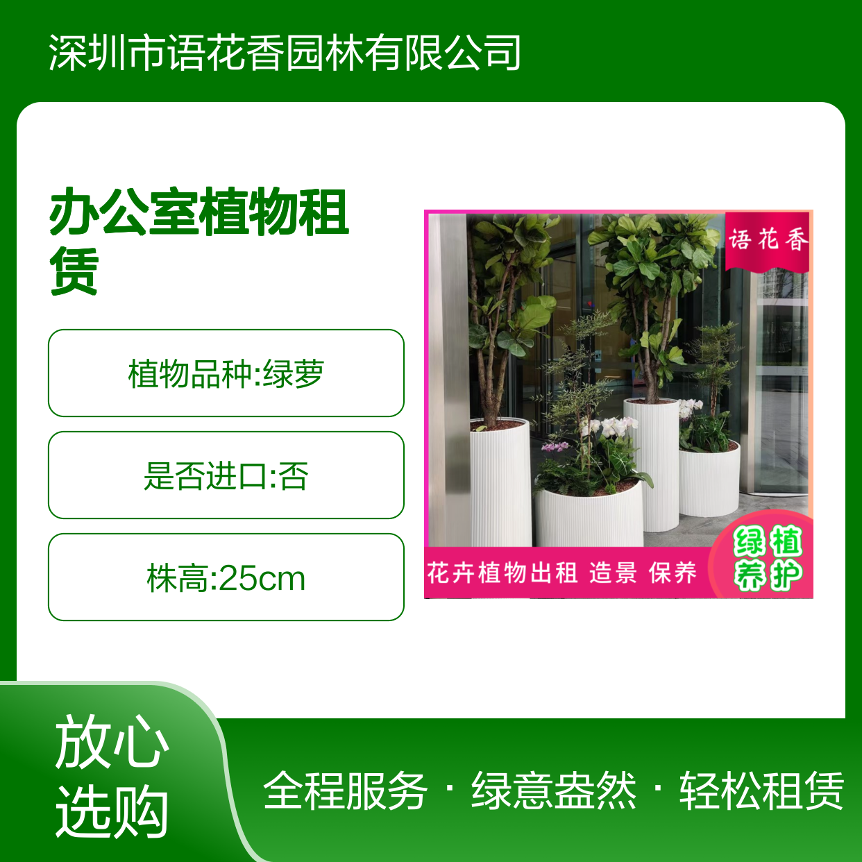 办公室植物租赁 万年青转运竹盆栽 长短租皆宜 轻松打造绿色空间