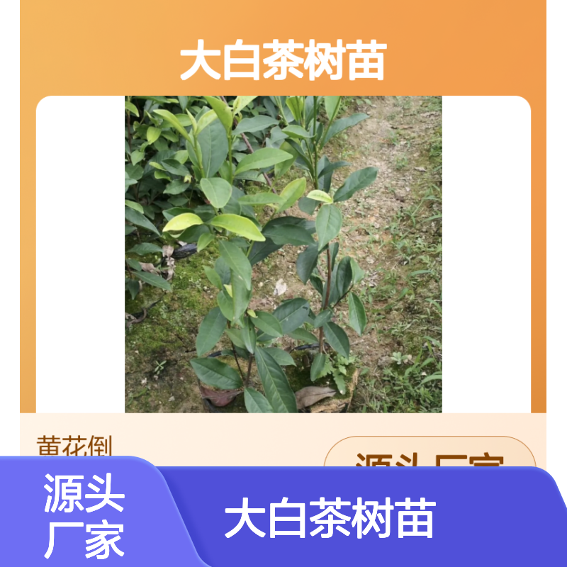 大白茶树苗 基地直供 种植专业 生长健壮 成活率高