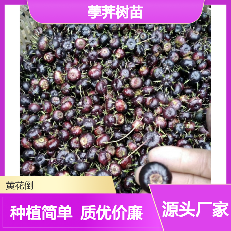 山荸荠树苗 蜘蛛果红参果 特色种植 滋补佳品 产量丰厚
