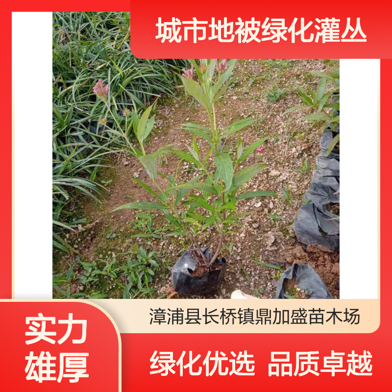 鼎加盛郎德木杯苗 漳 州产30cm高常绿灌木 城市地被绿化灌丛优选
