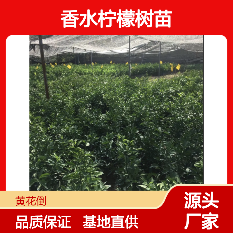 香水柠檬树苗 批发基地直供 鲜嫩多汁 营养丰富