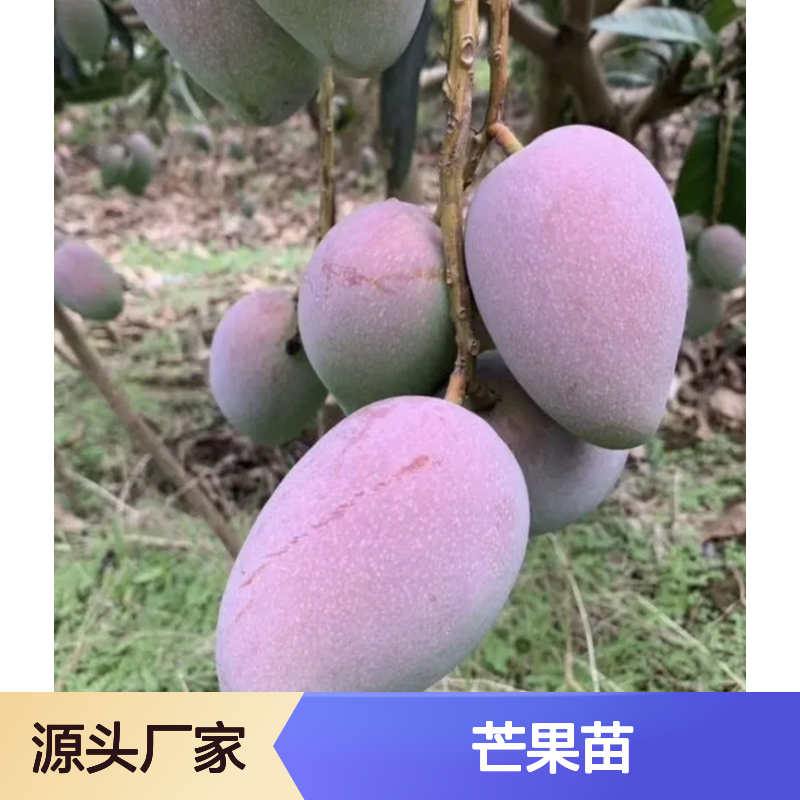 优质芒果苗 批发种植 果园优选 高产稳产 耐寒耐旱