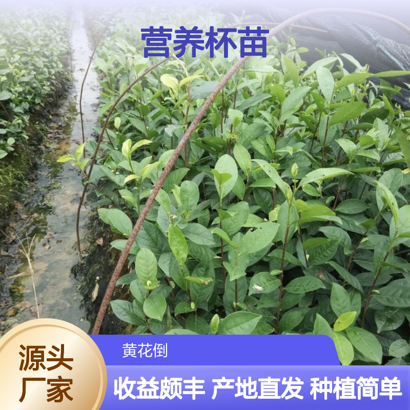 产地直发凤凰水仙茶营养杯苗 种植收益好荒山农田均可种植