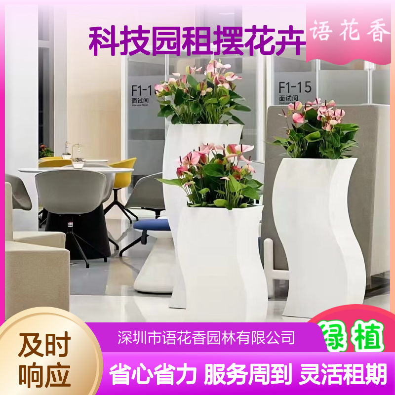 科技园租摆花卉 幸福树盆栽租赁 全程养护省心省力