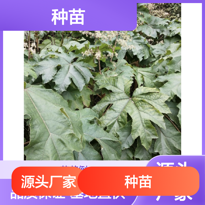 精选离南种苗 适于砂质壤土栽培 正品保障 生长迅速