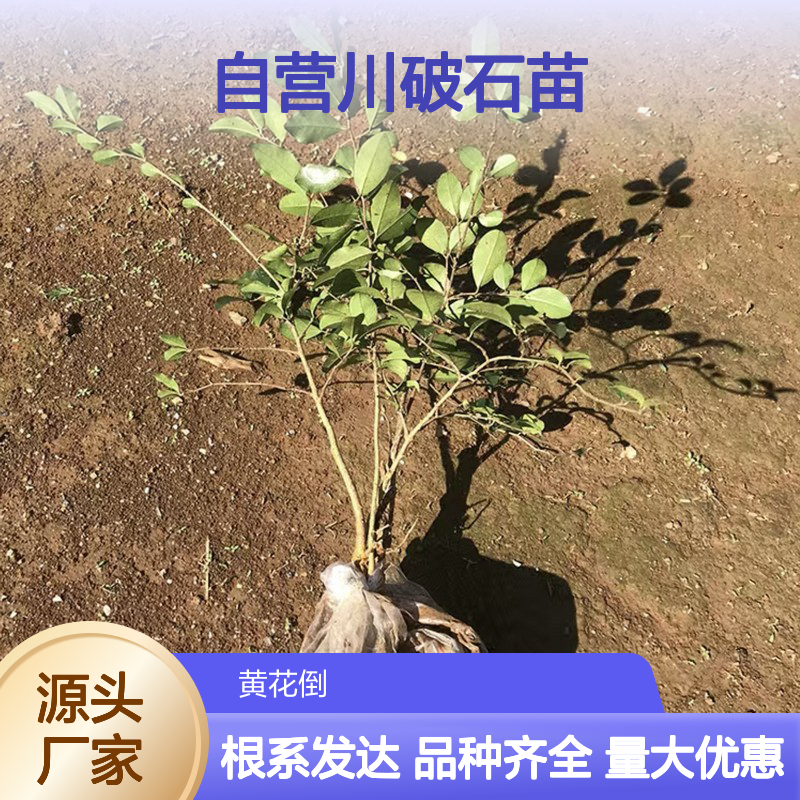 苗木合作社自营川破石苗 品种齐全质量保证根系发达种植好管理
