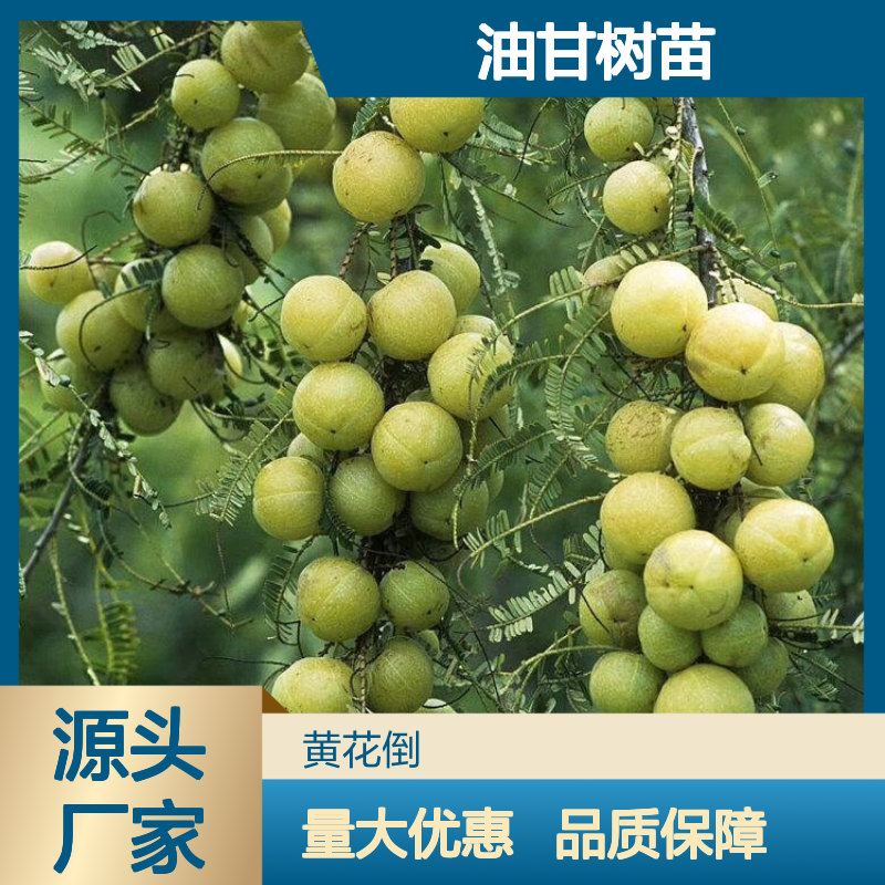 油甘树苗基地直供 优质油甘果树苗 批发零售 成活率高
