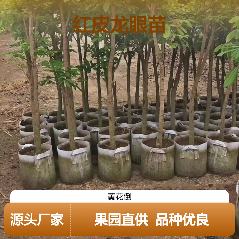 红皮龙眼苗批发 优质果树苗木 生长健壮 抗风耐旱