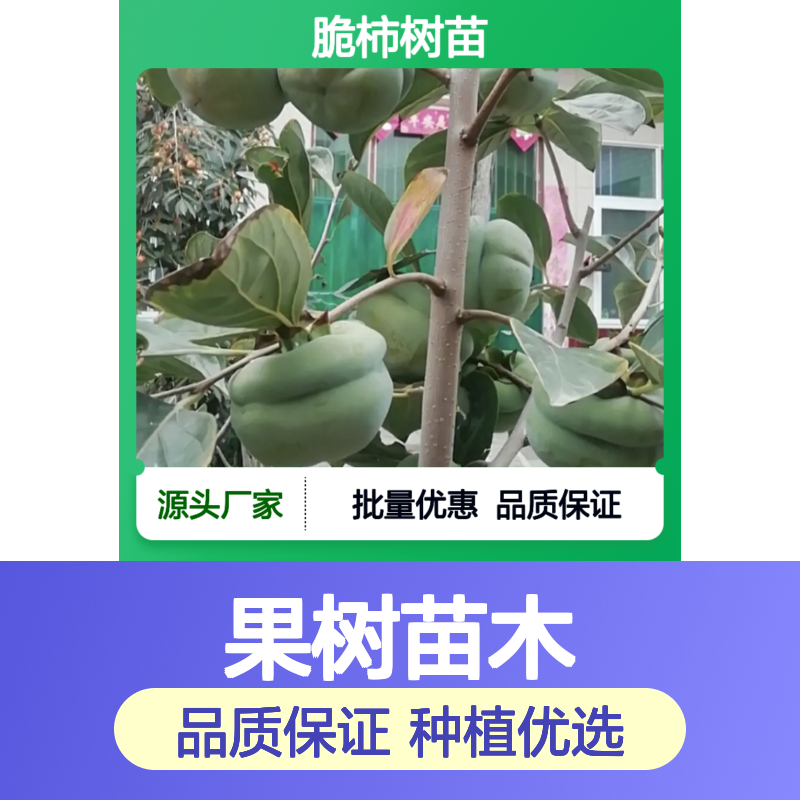 脆柿树苗 批发供应 优质果树苗木 抗旱性强 易于管理