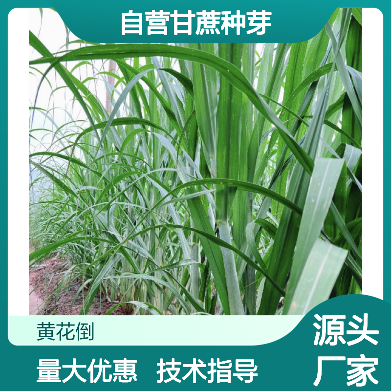 苗木合作社自营甘蔗种芽 全程技术指导十几年苗木培育经验