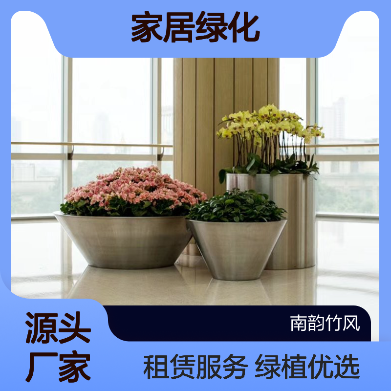 蛇口绿萝柱 小发财树盆栽 家居绿化优选 绿植租赁 装饰美观