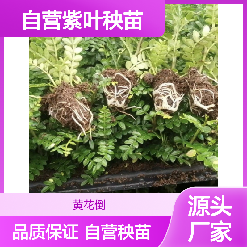 苗木合作社自营紫叶秧苗 全程技术指导 十几年苗木培育经验