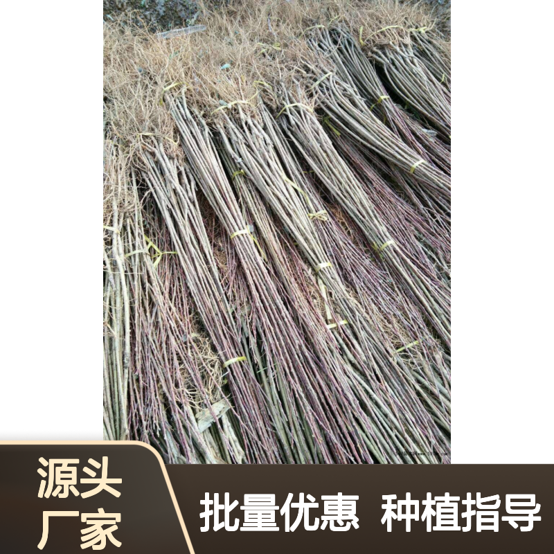 芙蓉李苗 百亩种植区直供 管理便捷 成活率高 施肥指导