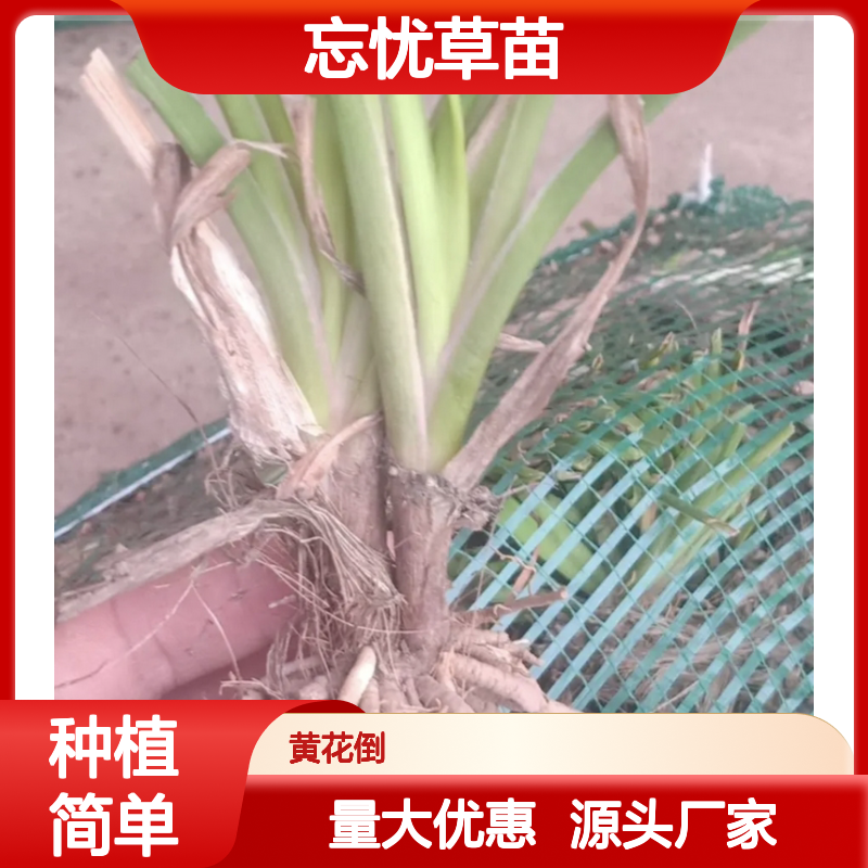 忘忧草苗基地直供 优质忘忧草种植 多年生长 易于栽培