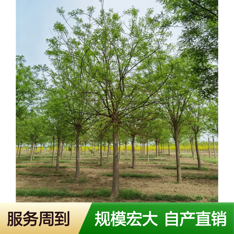 14公分国槐 联体经营 规模大 自产自销 园林植物