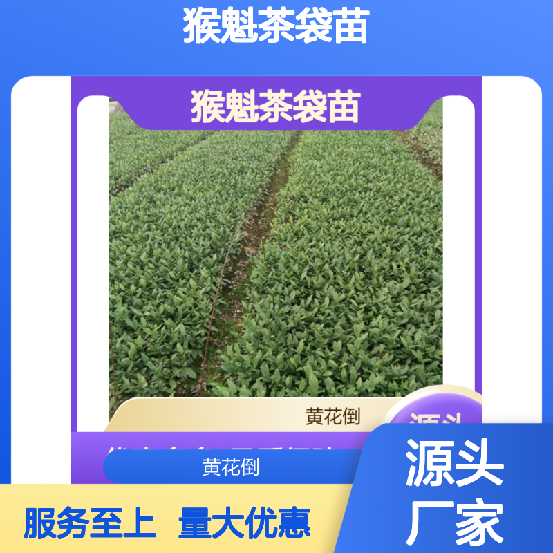 猴魁茶袋苗 产地直供茶园种植 专业培育 技术成熟