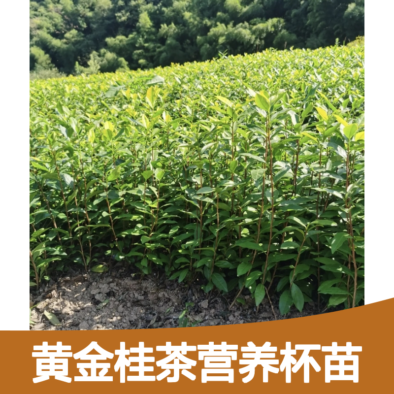 产地批发黄金桂茶营养杯苗 品种齐全质量保证根系发达种植好管理