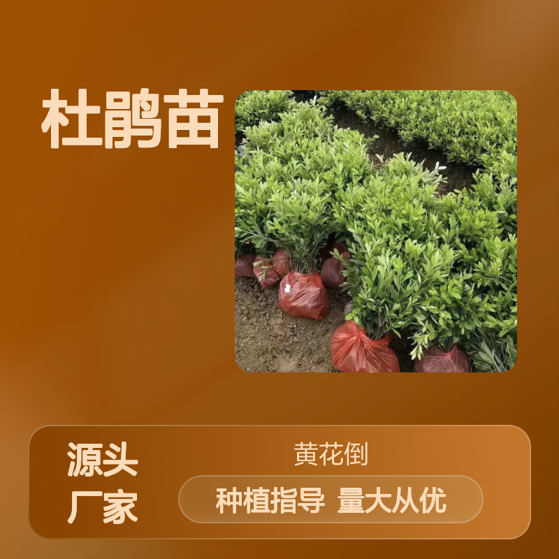 杜鹃种植主产区 优质杜鹃苗 批发基地直供 易于栽培