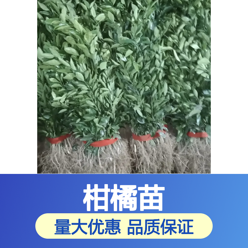 红美人柑橘苗 果园优选品种 高糖甜橙 香气浓郁