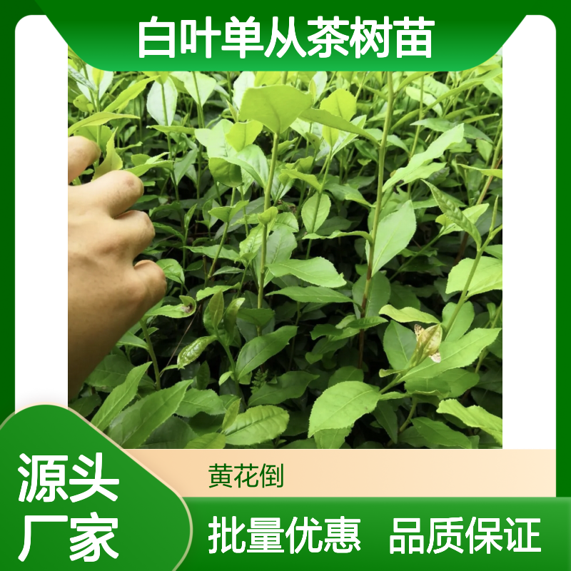 白叶单从茶树苗 批发种植优选 生长旺盛 易于管理