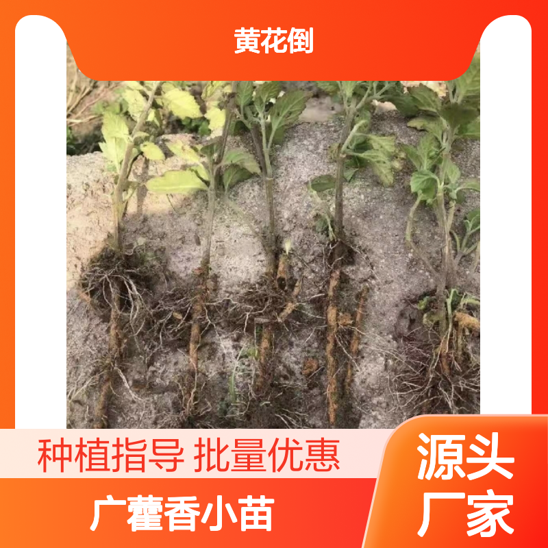 广藿香小苗 多年生草本植物 品质优良 宿根繁殖