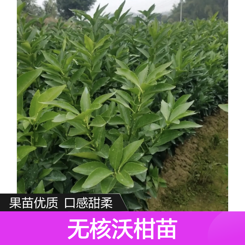 096无核沃柑苗 批发果树苗木 长势旺盛 皮薄汁多