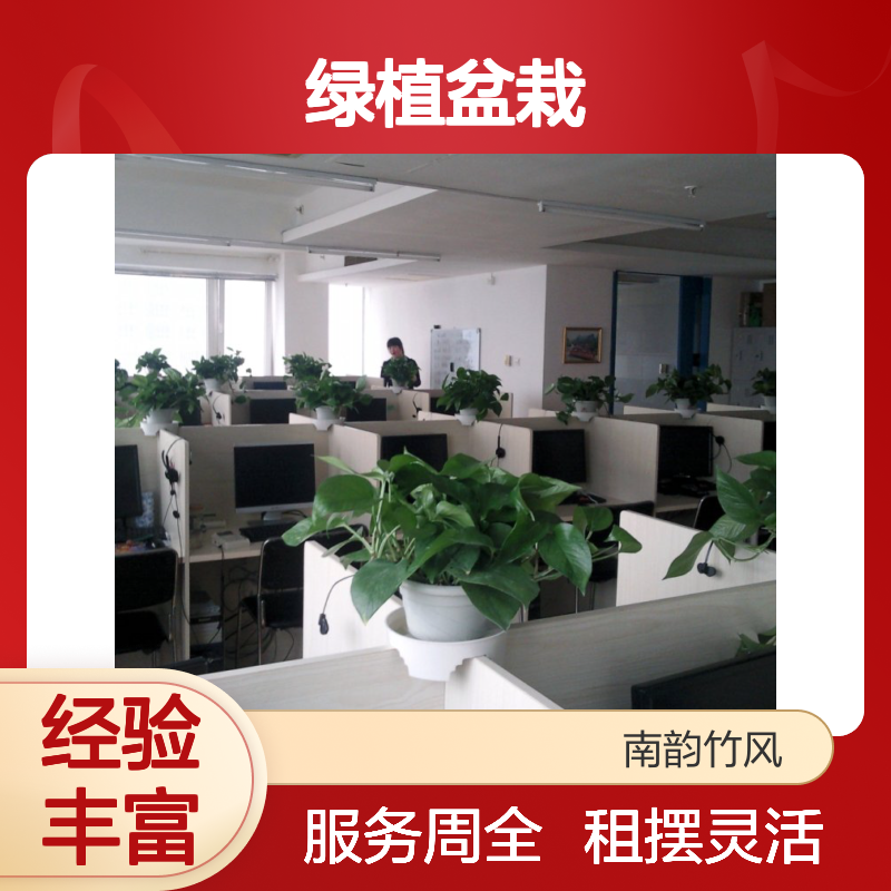南韵竹风绿植盆栽 多种规格任你选 成活率高 品质如一