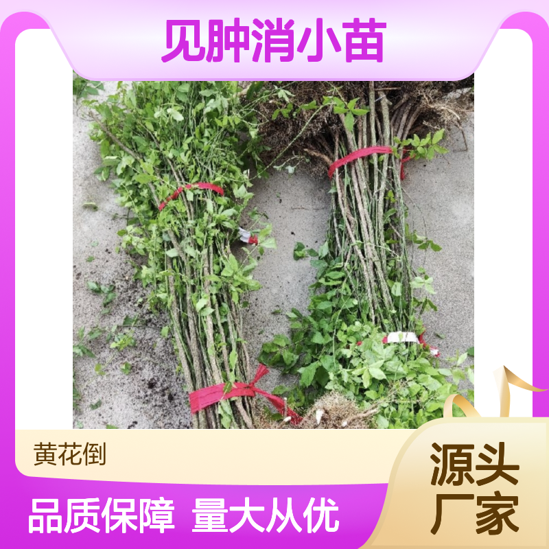 见肿消小苗 基地直供 园林植物草类 成活率高 批量生产