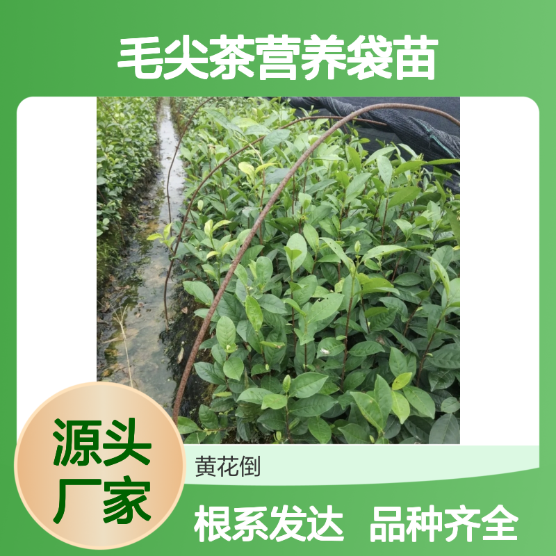 产地一手货源毛尖茶营养袋苗 品种齐全质量保证根系发达种植好管理