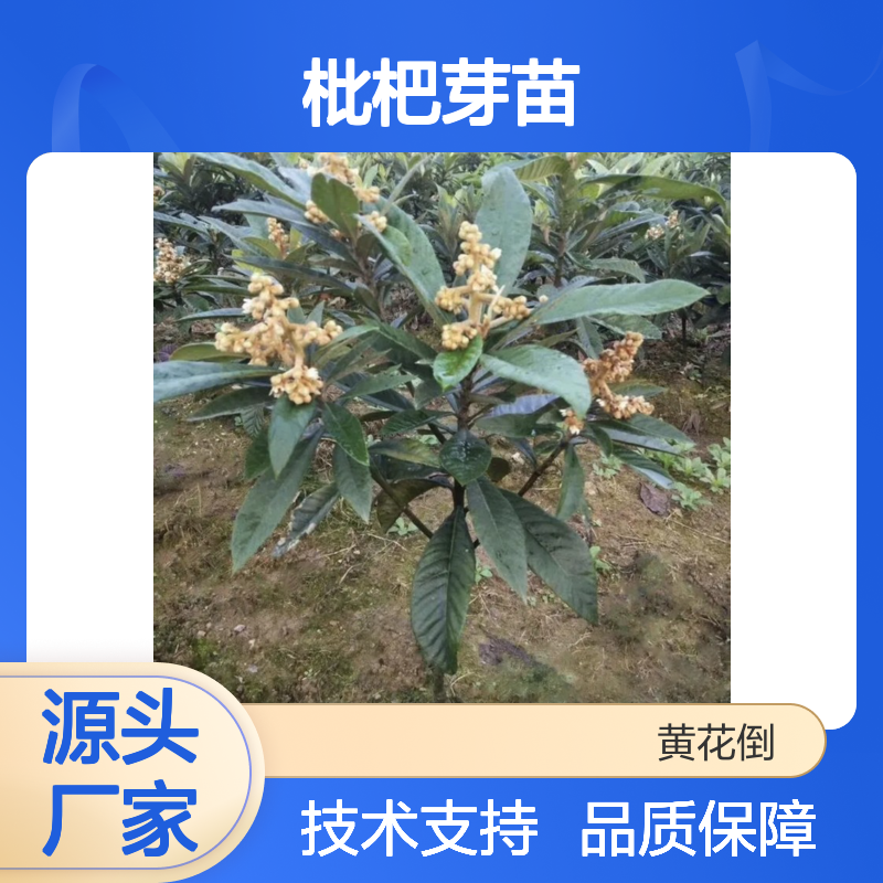 观赏枇杷芽苗 果树苗 产地发货 四季常绿 管理简单
