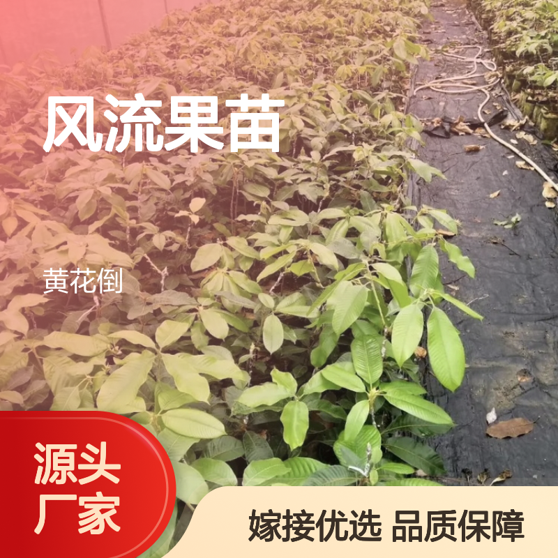 风流果苗 砧木移植嫁接 优质品种 早期丰产 抗病虫害