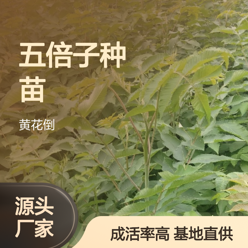 基地直供五倍子种苗 多年生根系发达成活高规格齐全