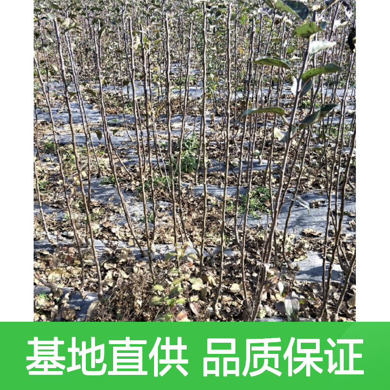 基地直供红露萍果苗 基地直发包教种植管理技术品质纯正可票