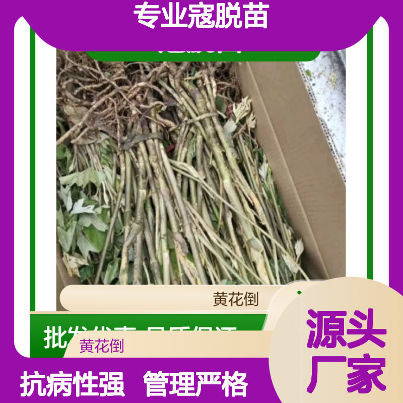 专业寇脱苗培育 高产优质苗木 管理严格 抗病性强