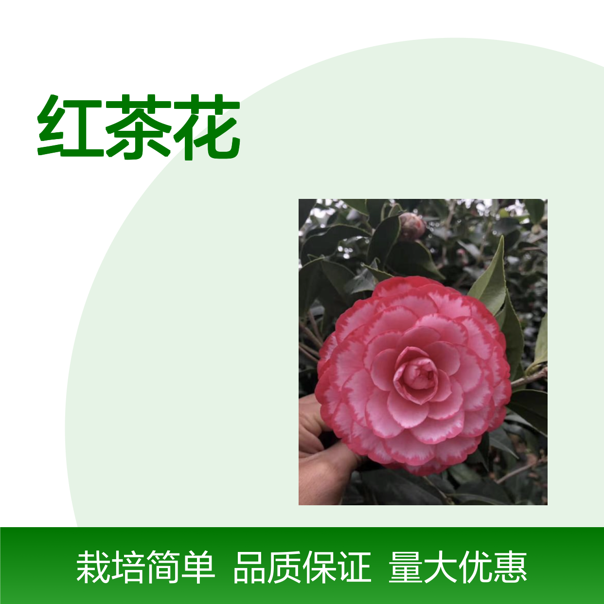 赤丹红茶花树苗 批发五色赤丹 园林植物 品种繁多