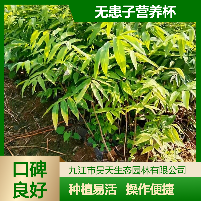 昊天园林无患子营养杯苗木 H80公分地径0.7+ 观叶佳 种植易成活